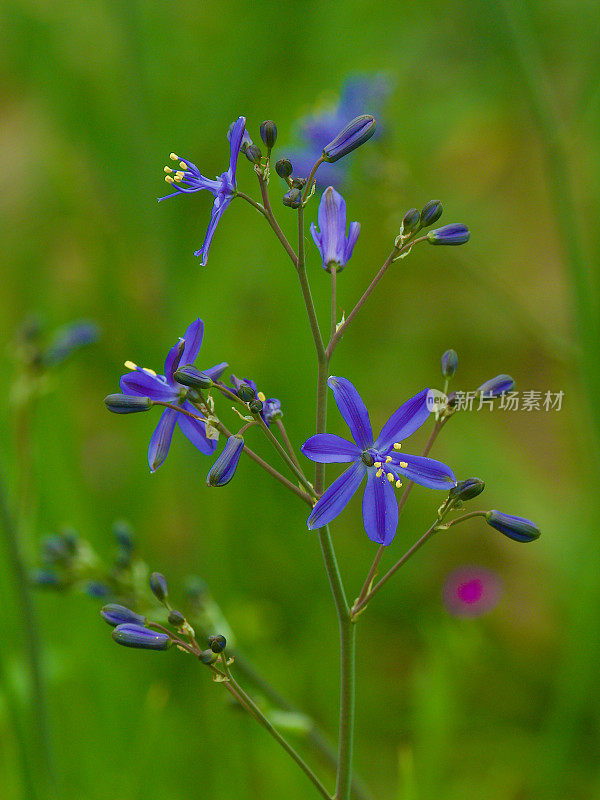 几种生长在安第斯山麓的“Azulillo”或“Pajarito Azul”花。